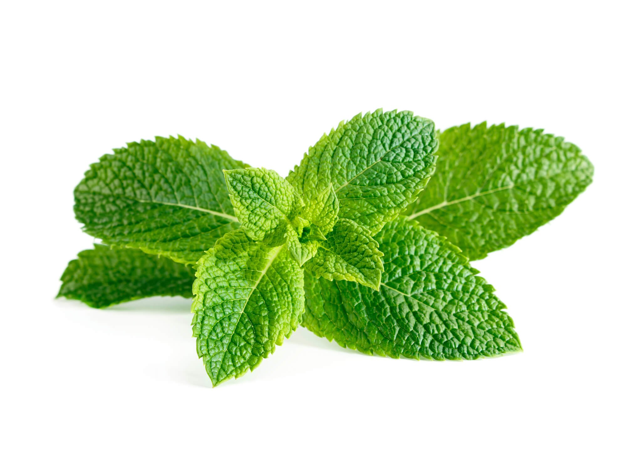 <strong>Peppermint</strong>