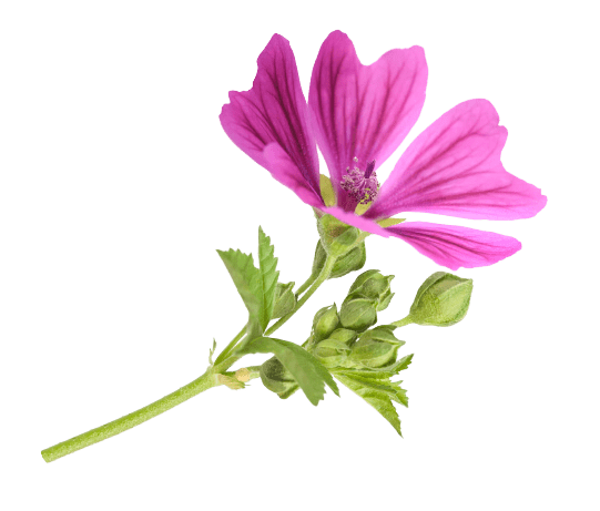 <strong>La malva</strong>