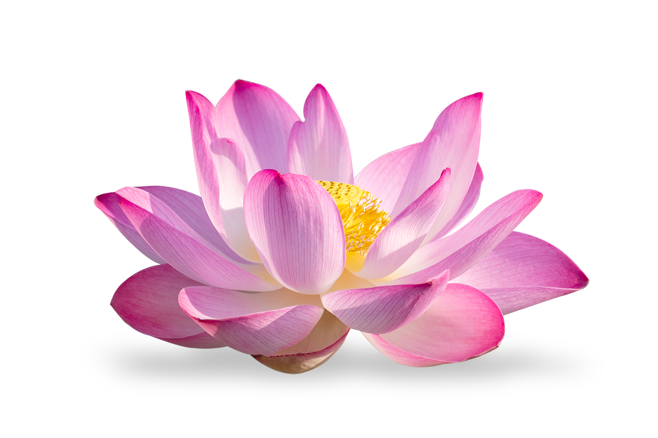 Flor  <br><strong> de Loto </strong>