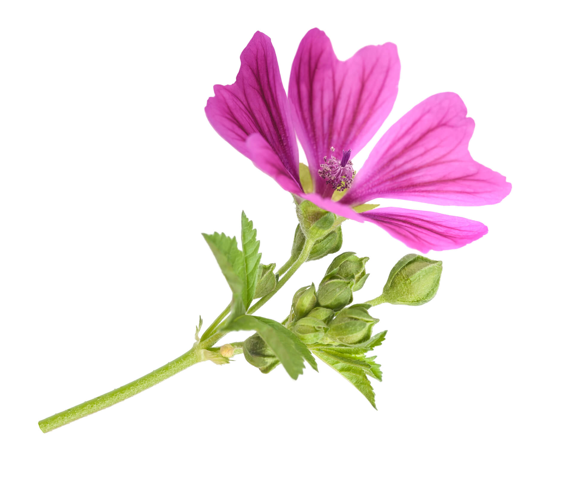 La <br><strong> Malva </strong>