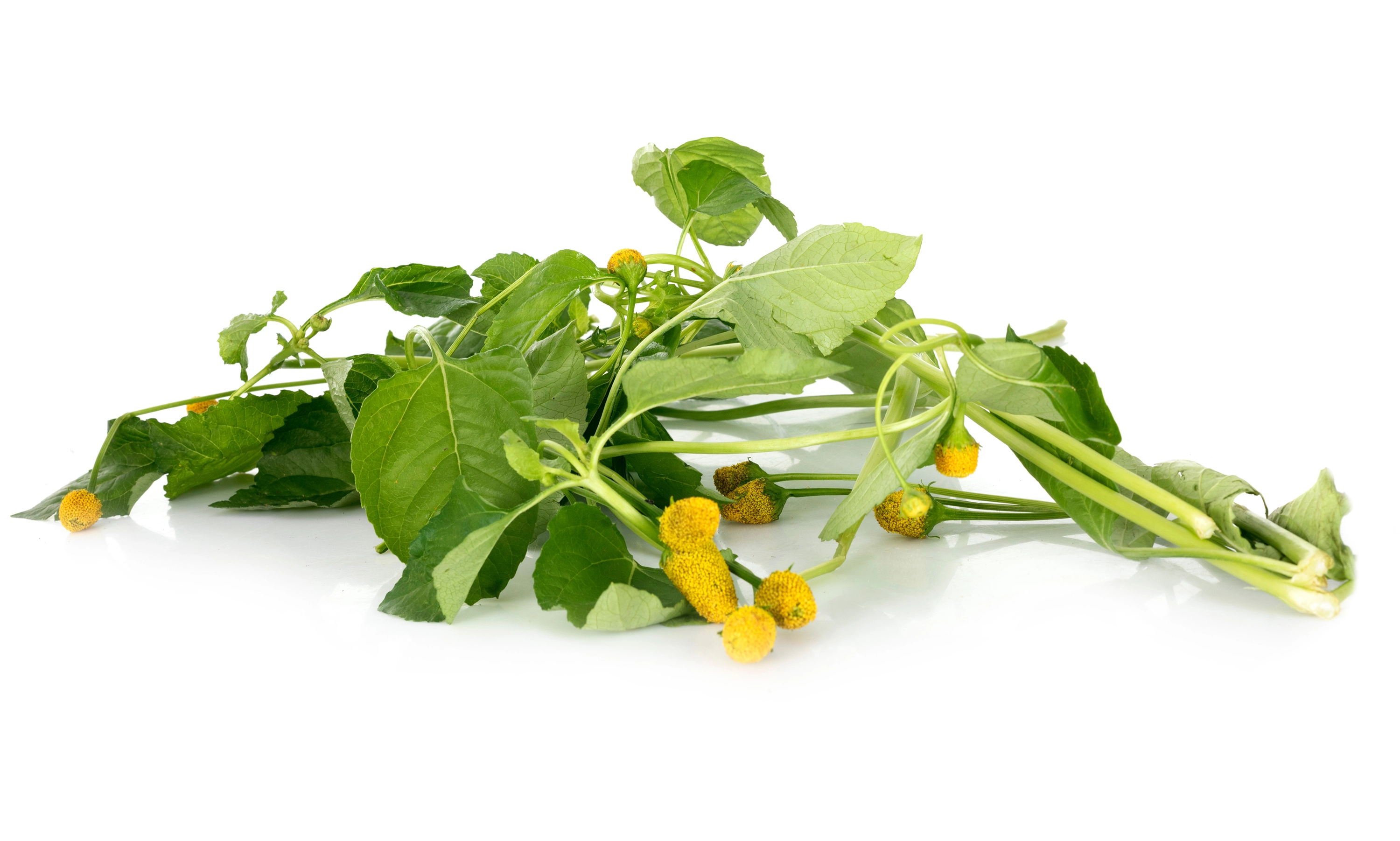 Ingrediente Especial <br><strong> Jambu </strong>