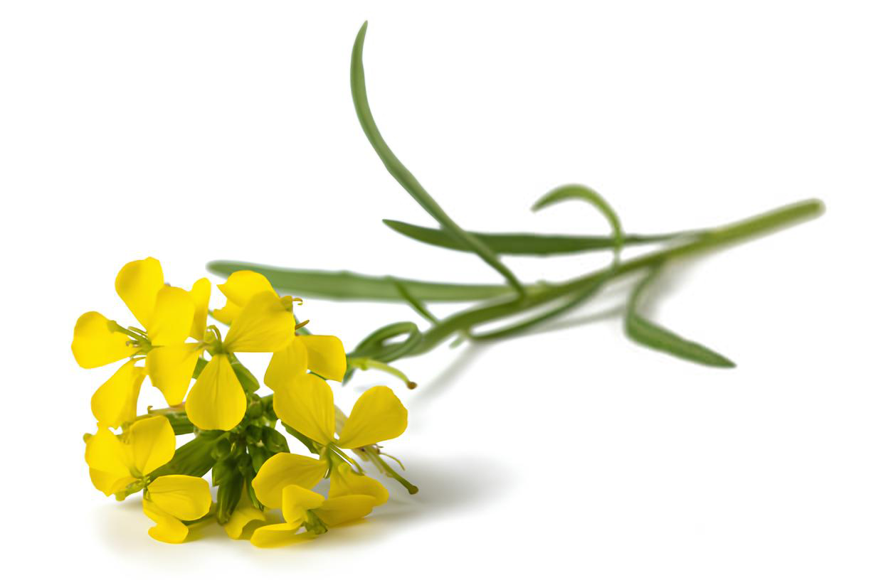 Ingrediente Especial <br><strong> Hierba de los cantantes </strong>