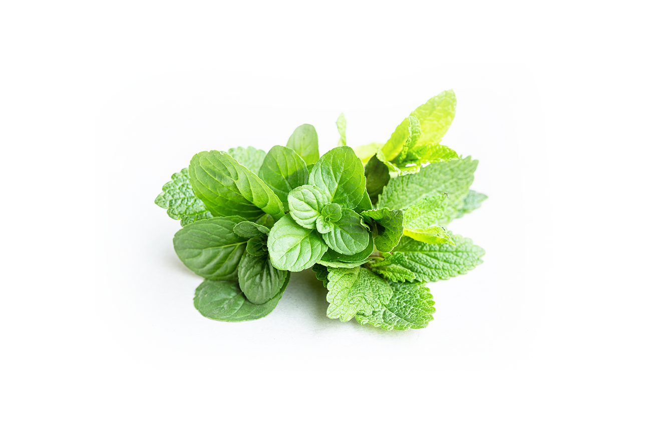 Menta <br><strong> Premium </strong>