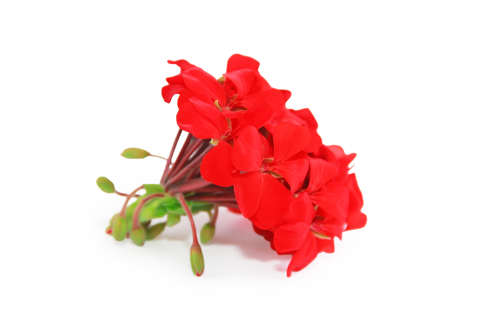 Pelargonium <br><strong> Sidoides </strong>